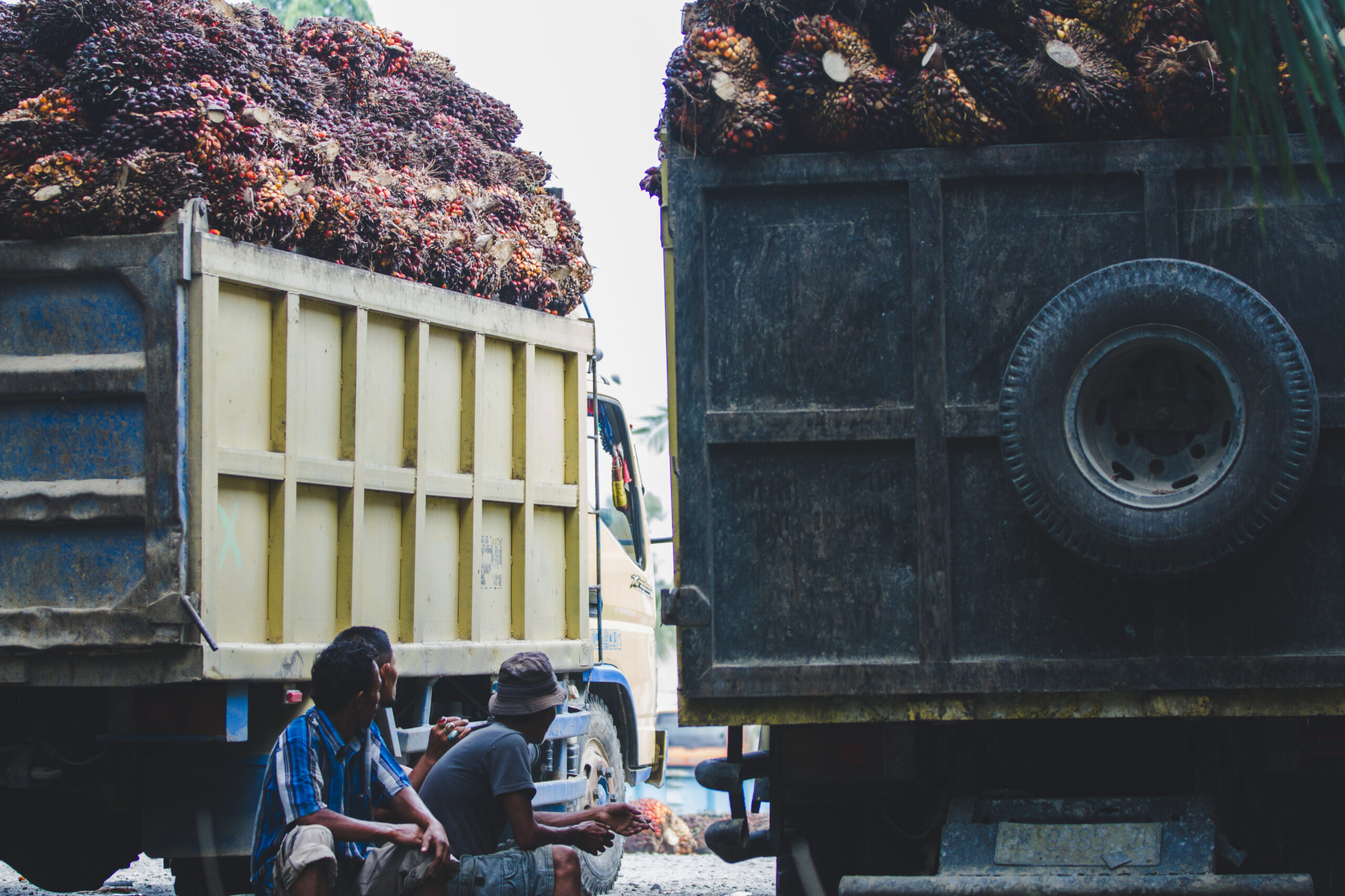 Escalating Tensions in Buol: The Dark Side of Indonesia’s Palm Oil Industry