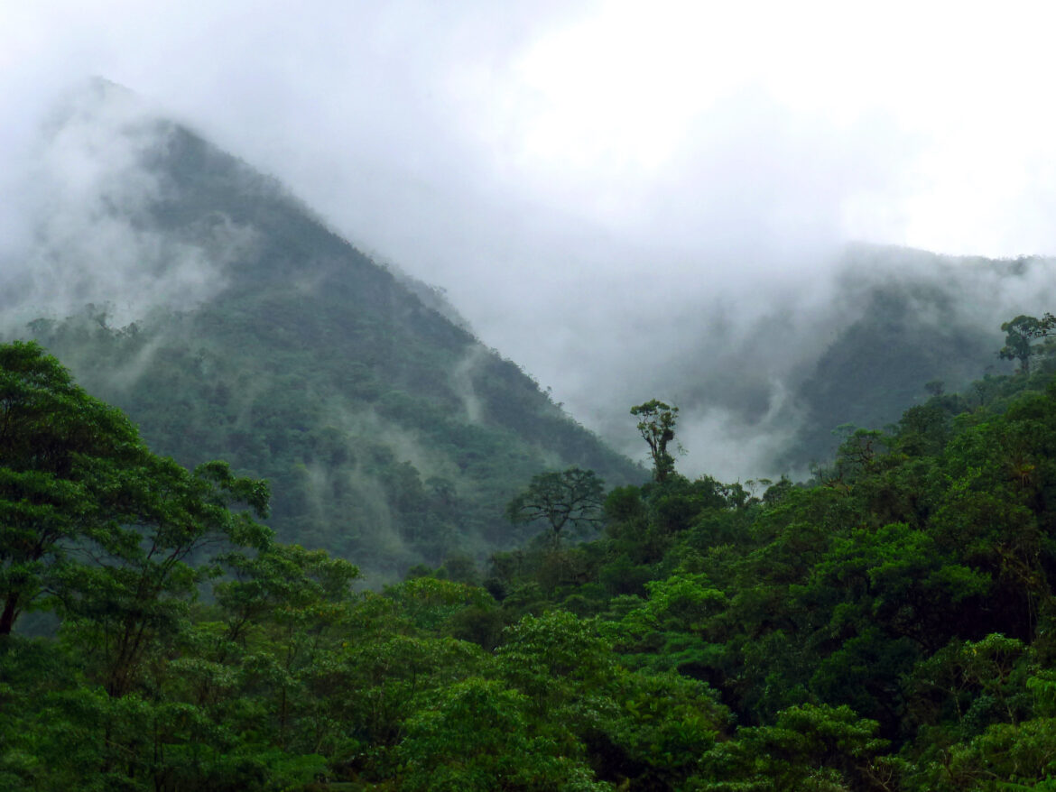 Tropical Forest Facility and the Conversation on Ways to Value the Environment